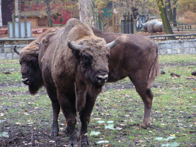 Bison bonasus bonasus
