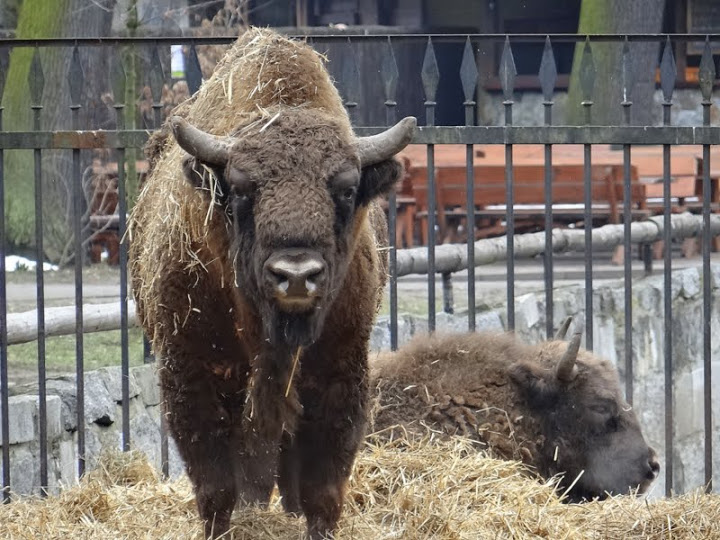 Bison bonasus bonasus