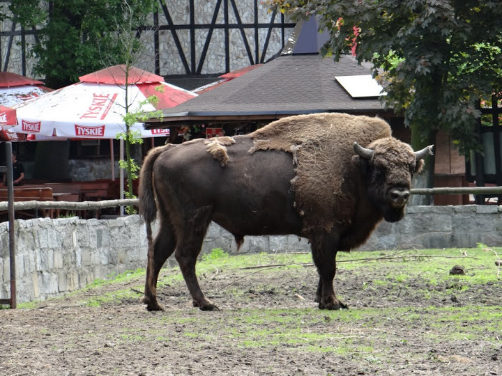 Bison bonasus bonasus