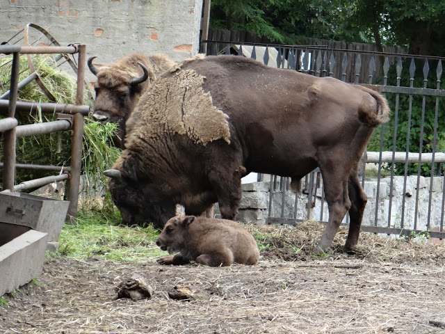 Bison bonasus bonasus