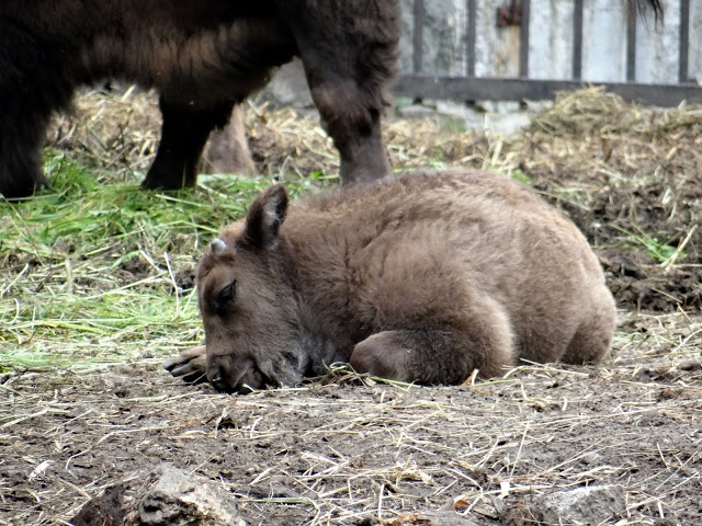Bison bonasus bonasus