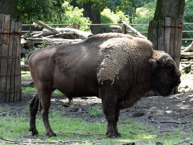 Bison bonasus bonasus