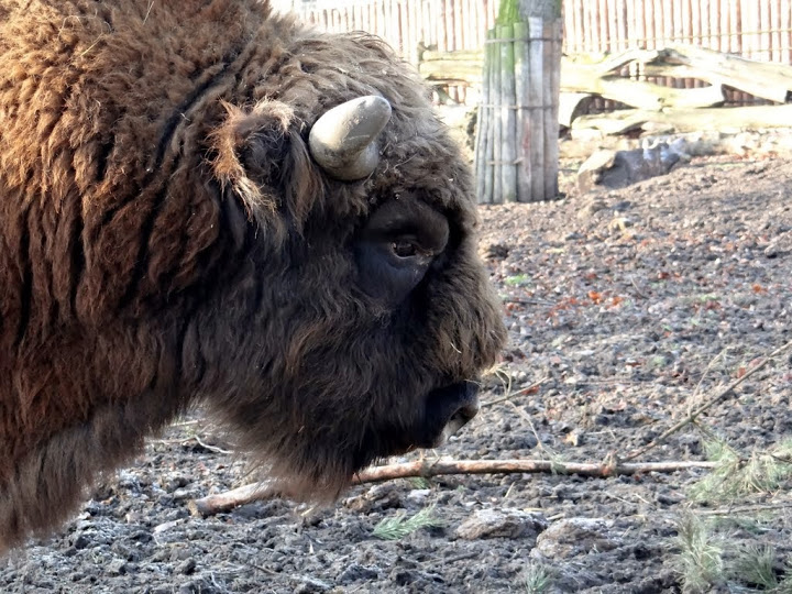 Bison bonasus bonasus