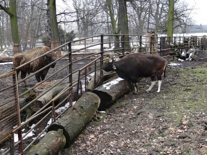 Bison bonasus / Bos javanicus