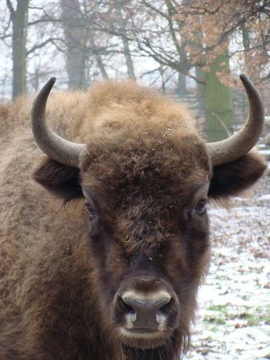 Bison bonasus