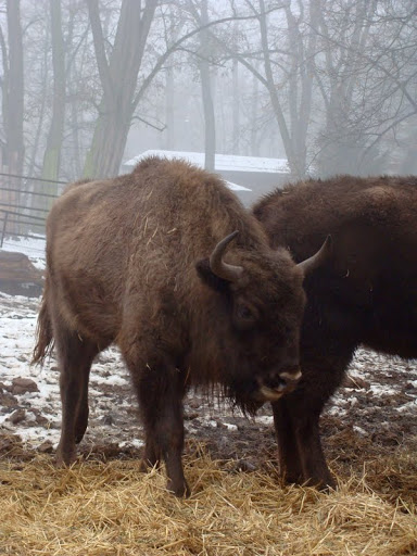 Bison bonasus