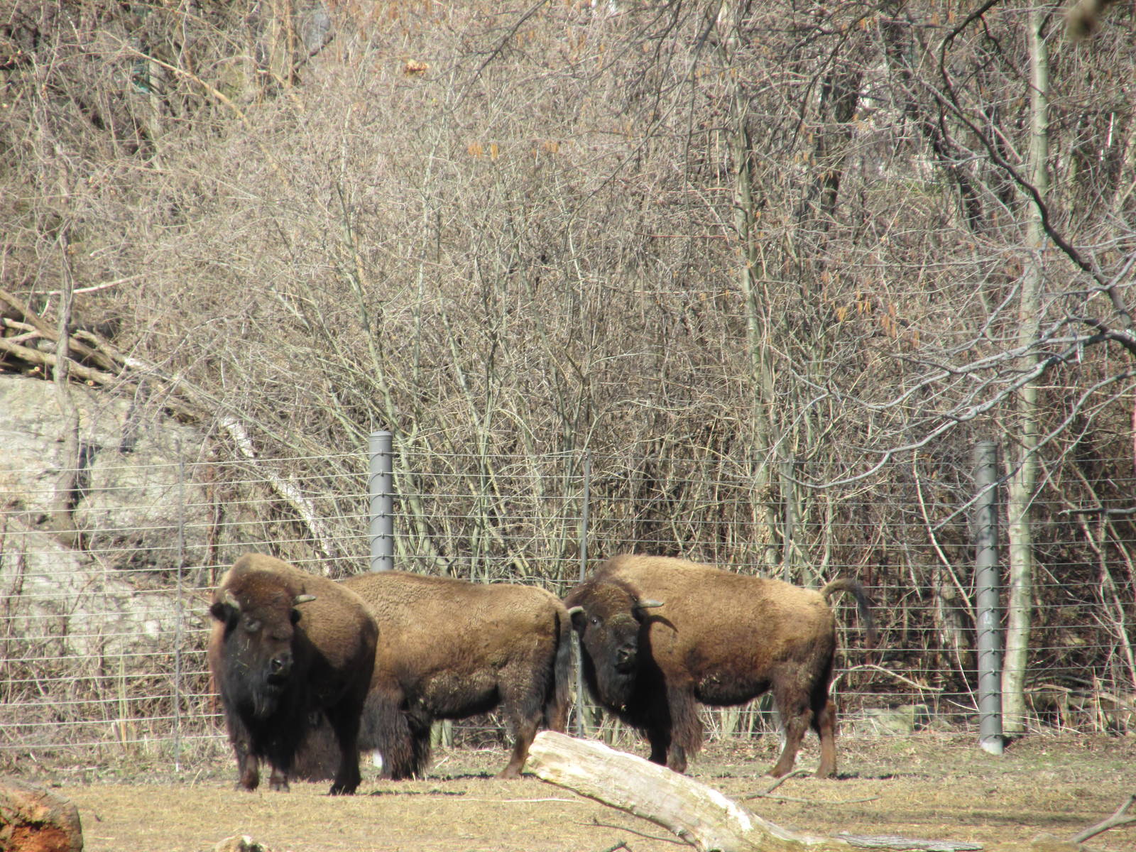 bison bronx zoo