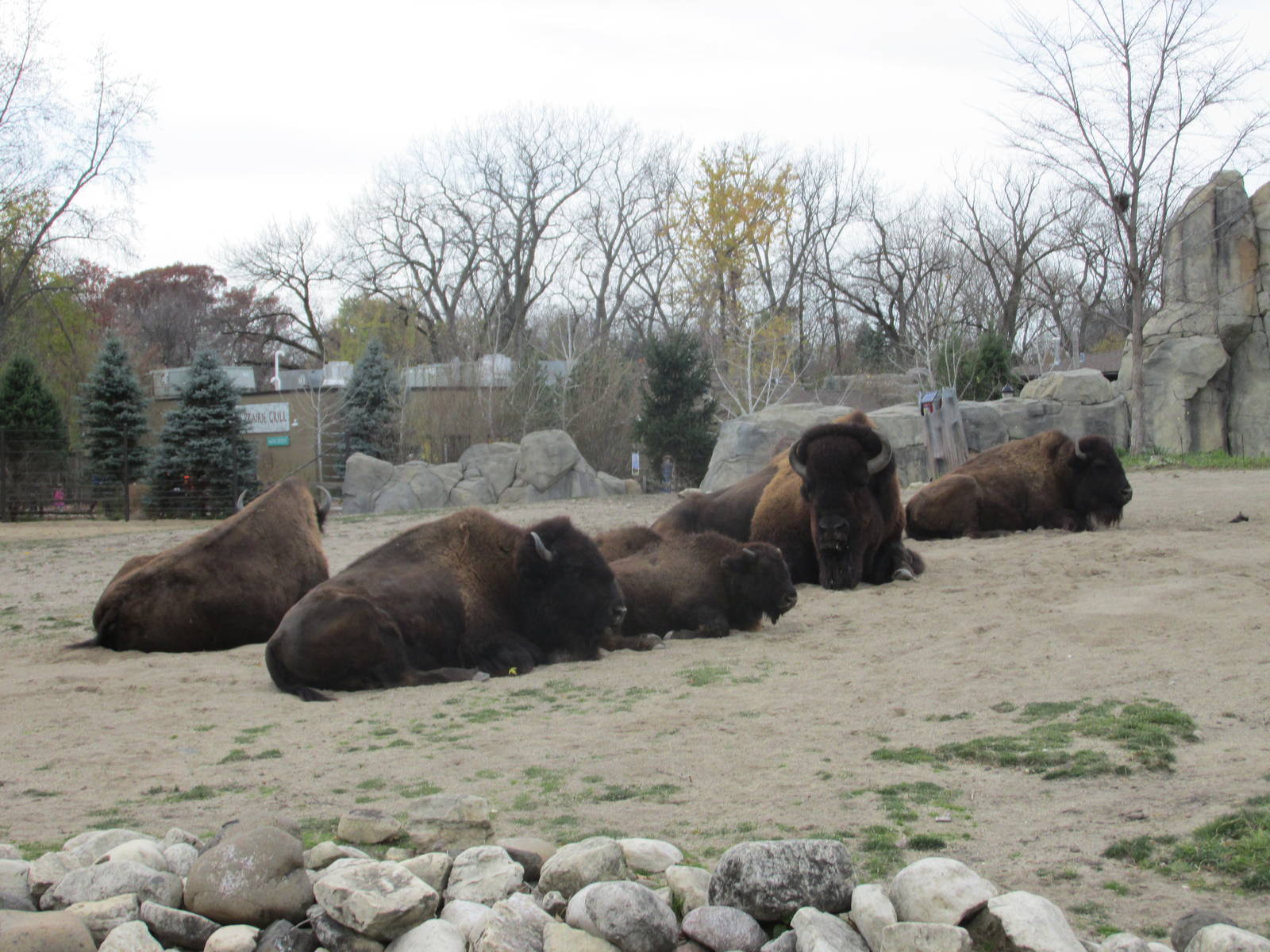 Bison Brookfield Zoo november 2014
