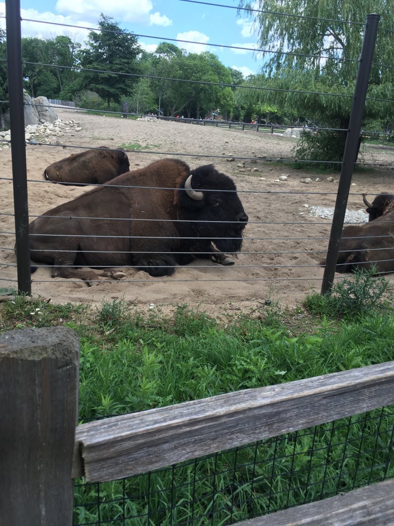 Bison | Brookfield Zoo
