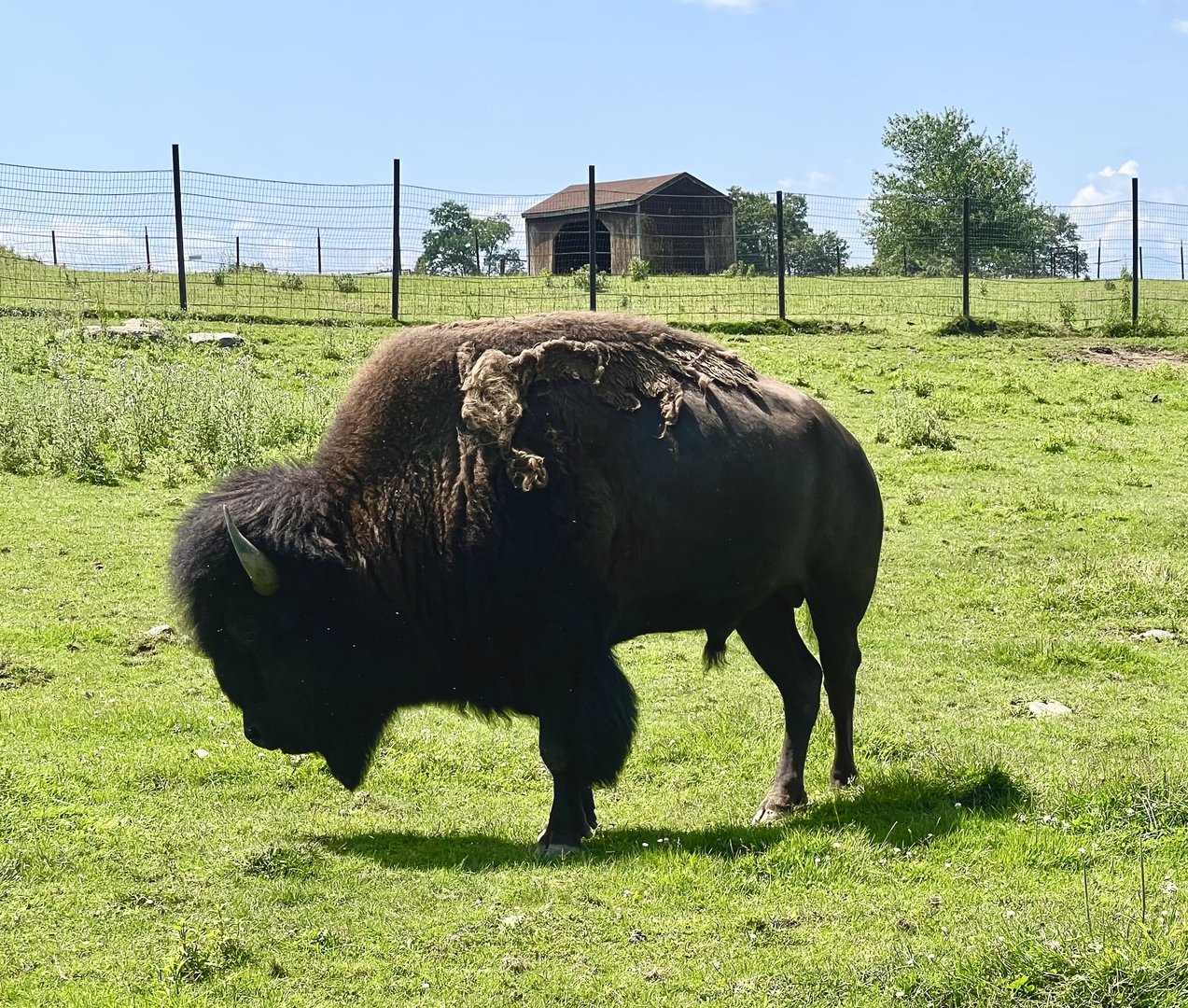Bison bull