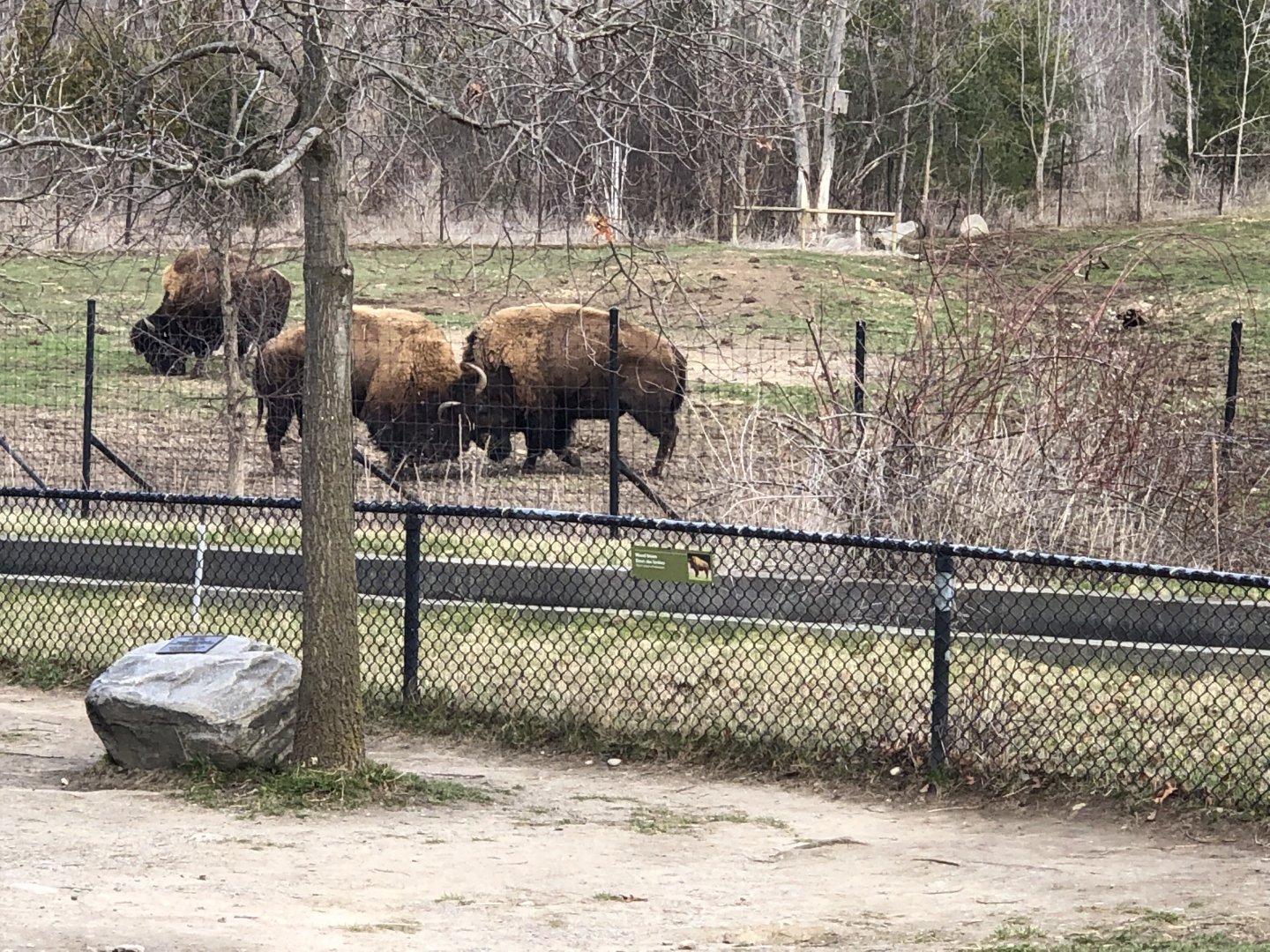 Bison Bulls having an intense Battle of the Bachelors