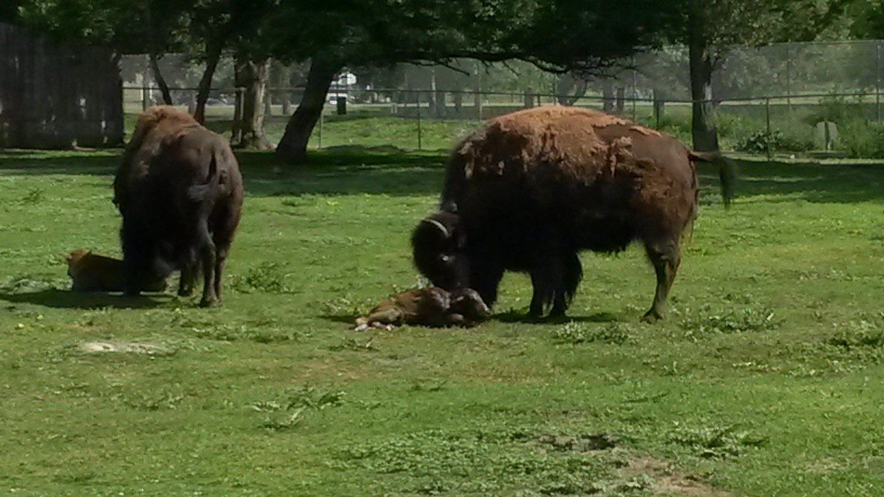 Bison calf born last summer.