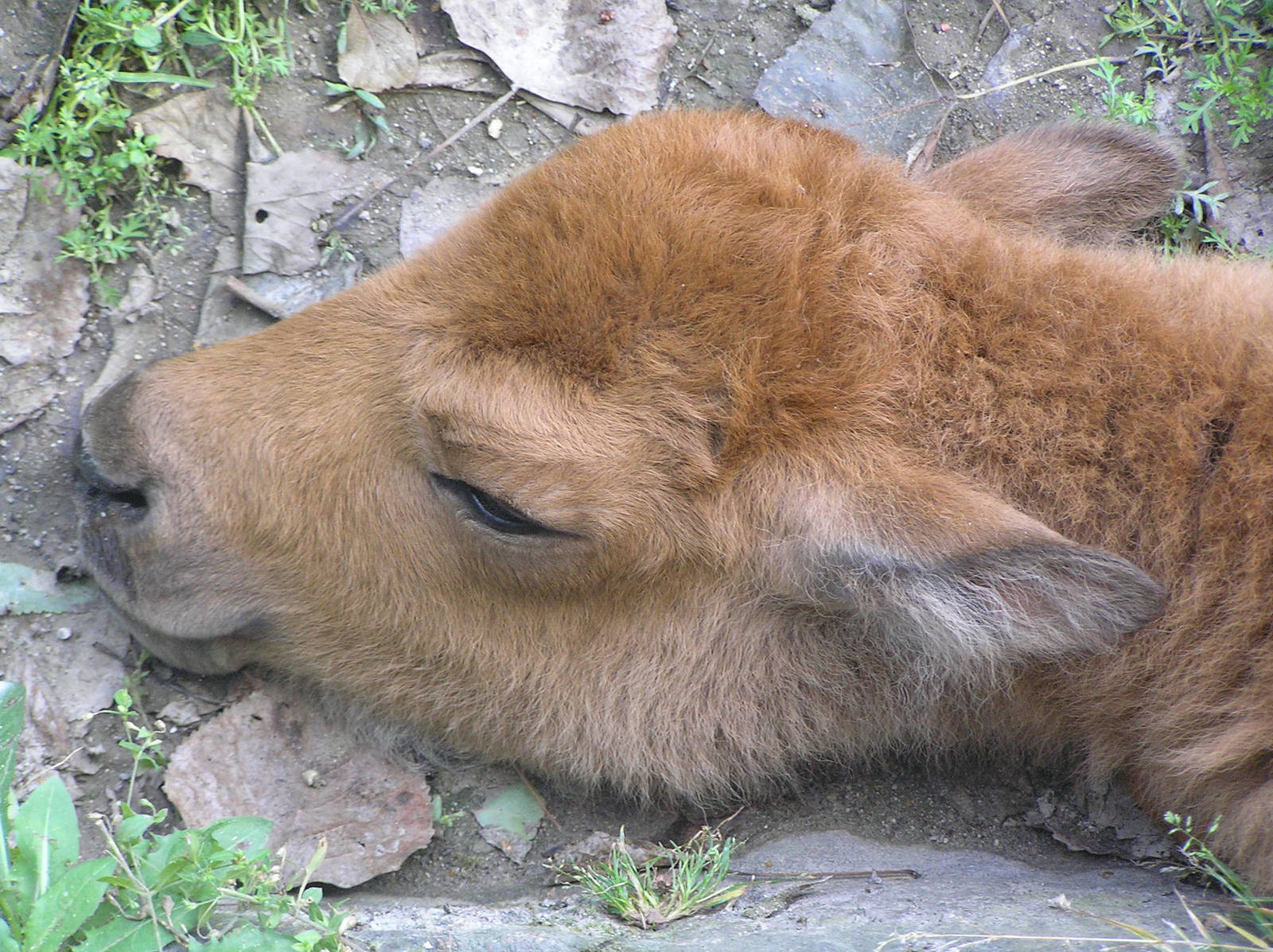Bison calf - Plackendaal