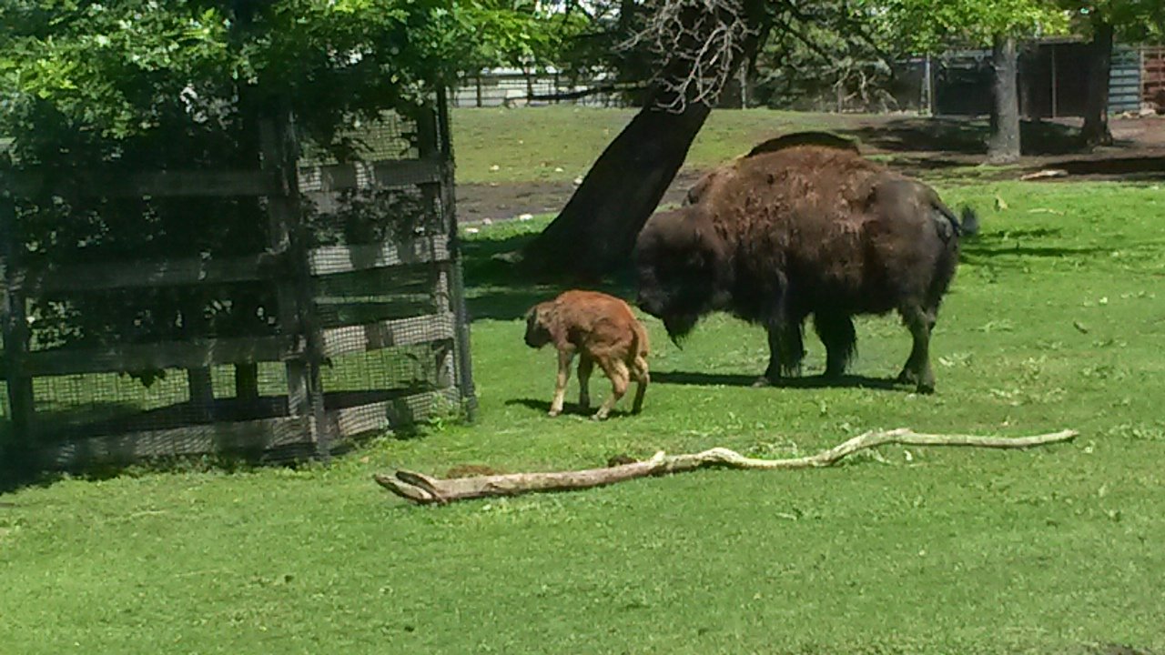 Bison calf starting to walk!