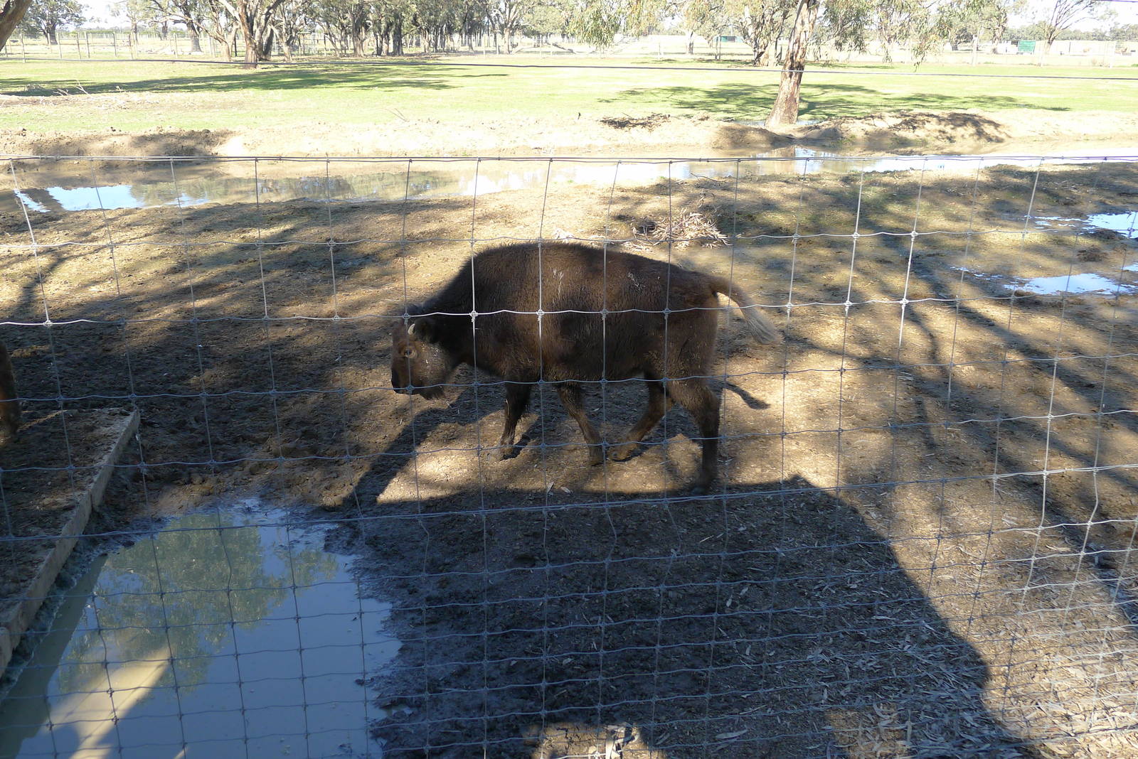 Bison calf