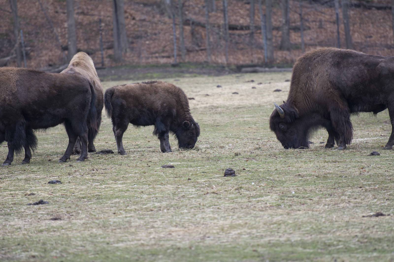 Bison Calf