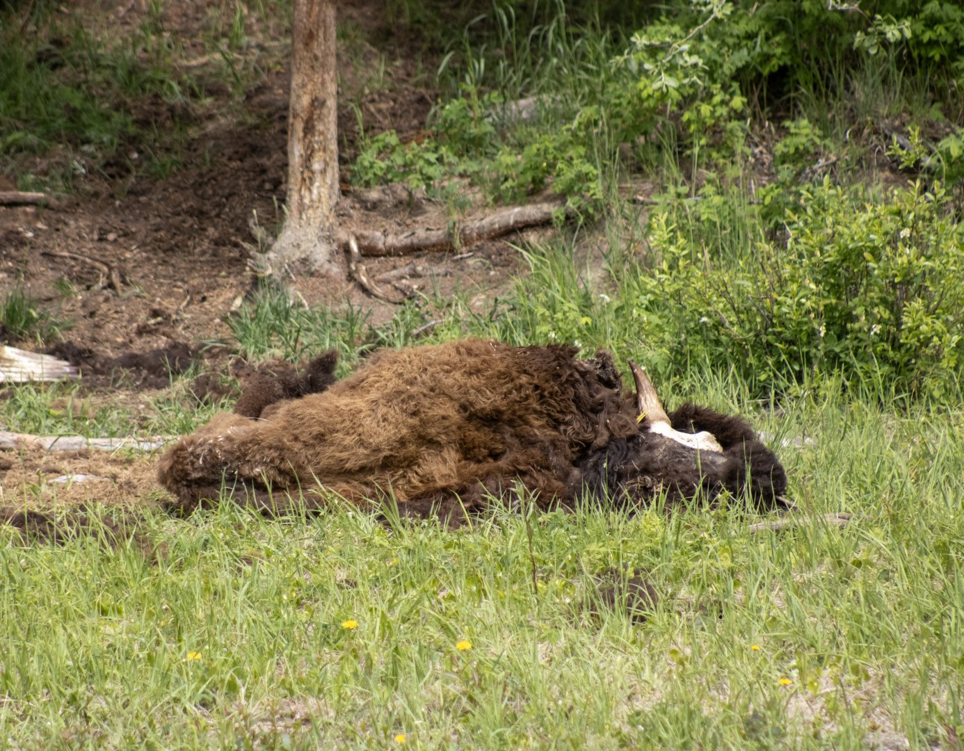 Bison Carcass (and site of reputed Brown Bear activity) - British Columbia
