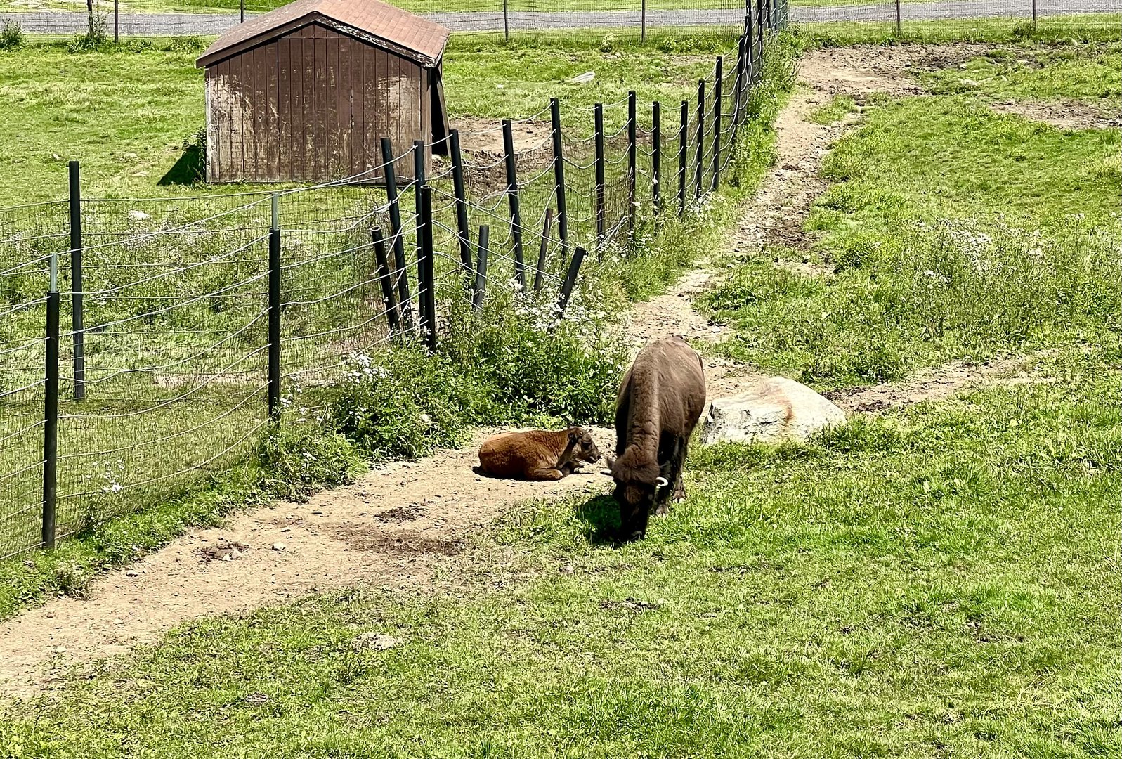 Bison cow with calf
