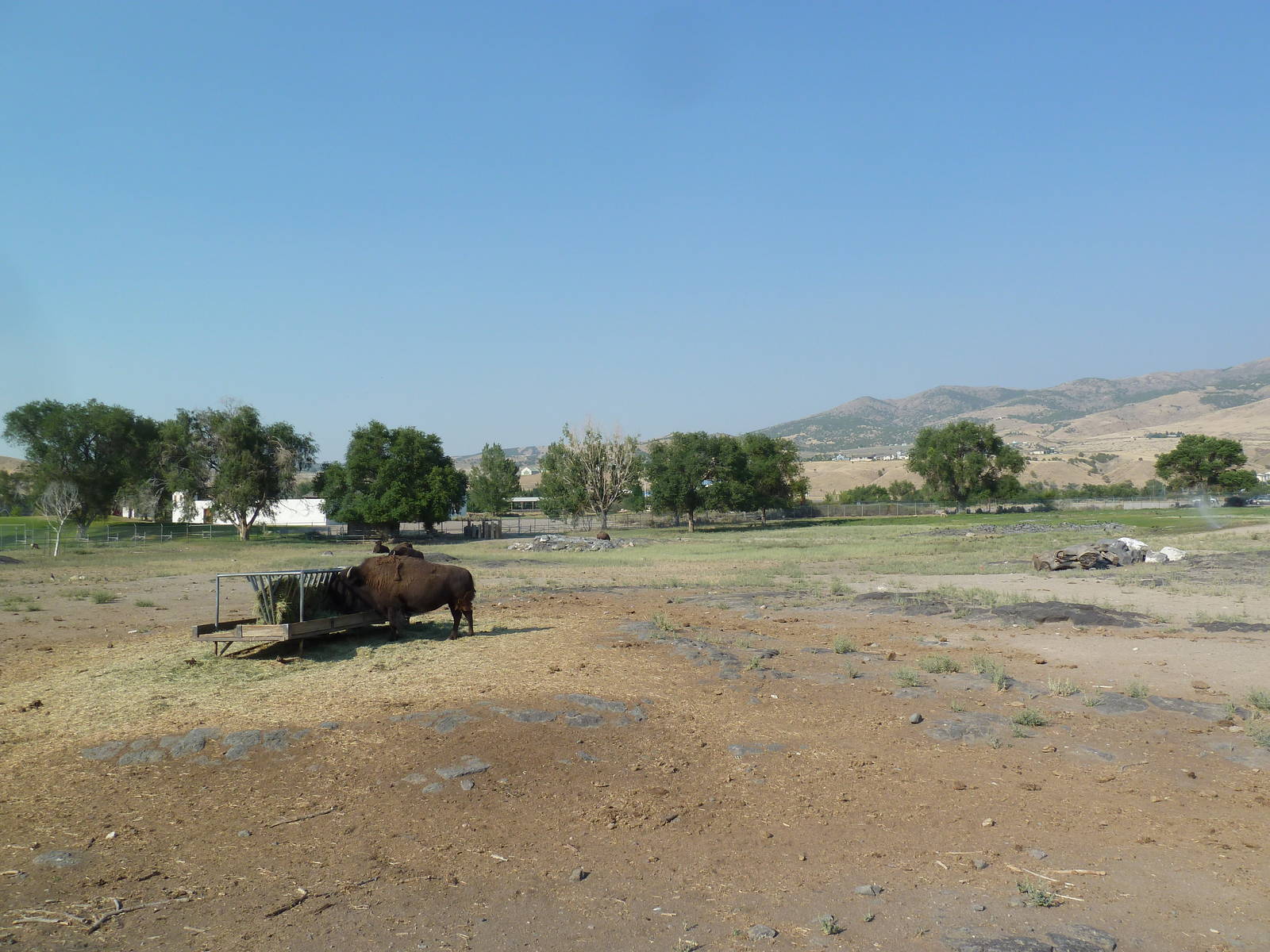 Bison/Elk/Pronghorn Antelope/White-Tailed Deer Exhibit