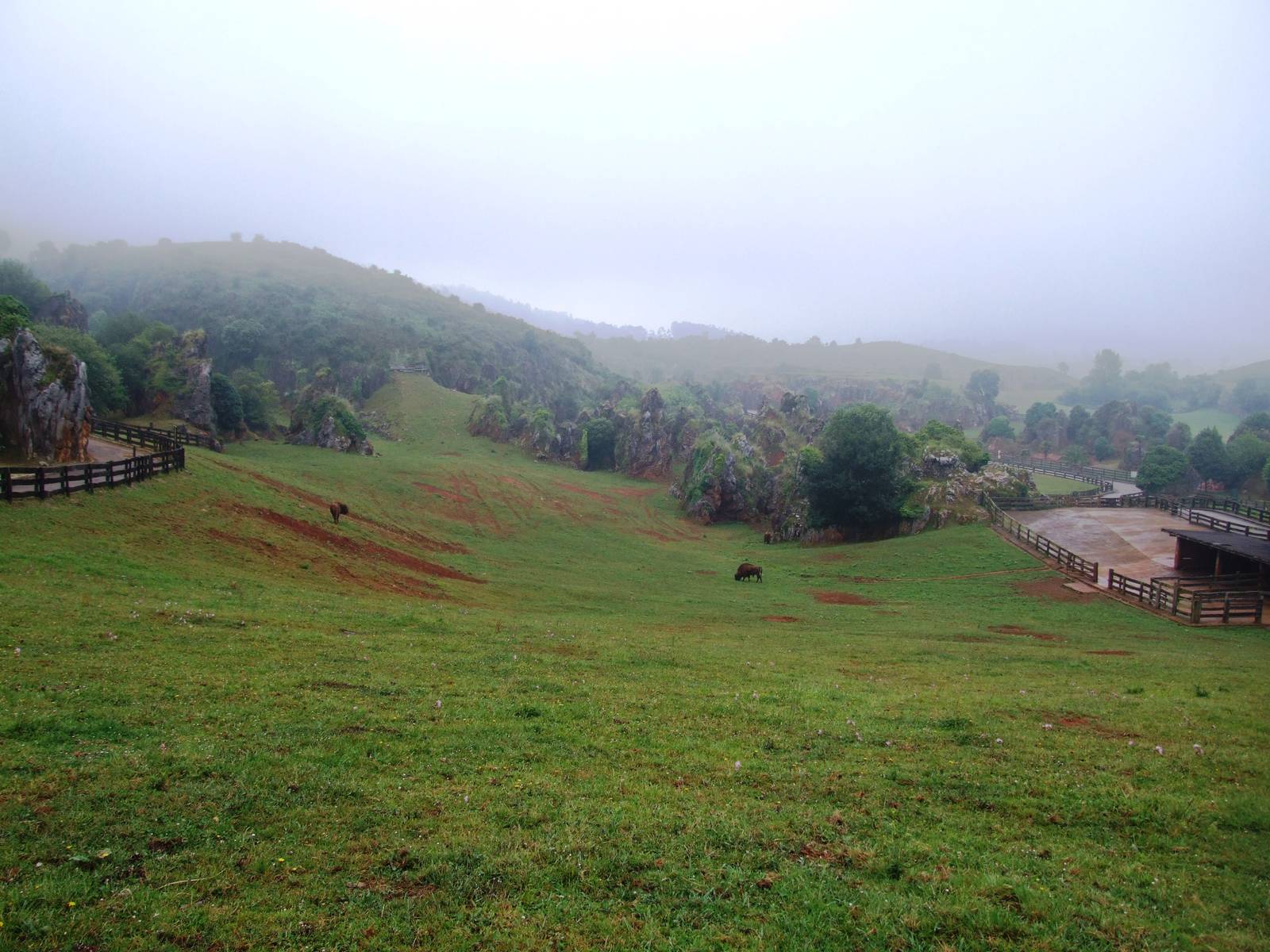 Bison Enclosure at Cabarceno, 11/06/15