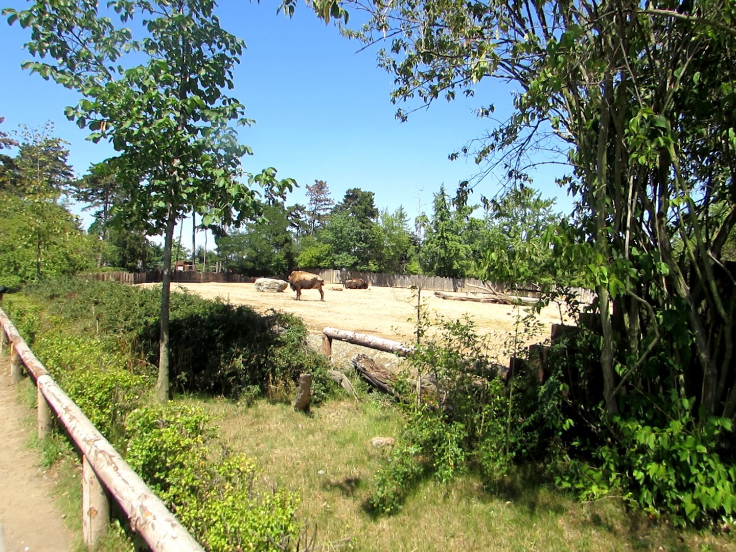 Bison enclosure - July/2017