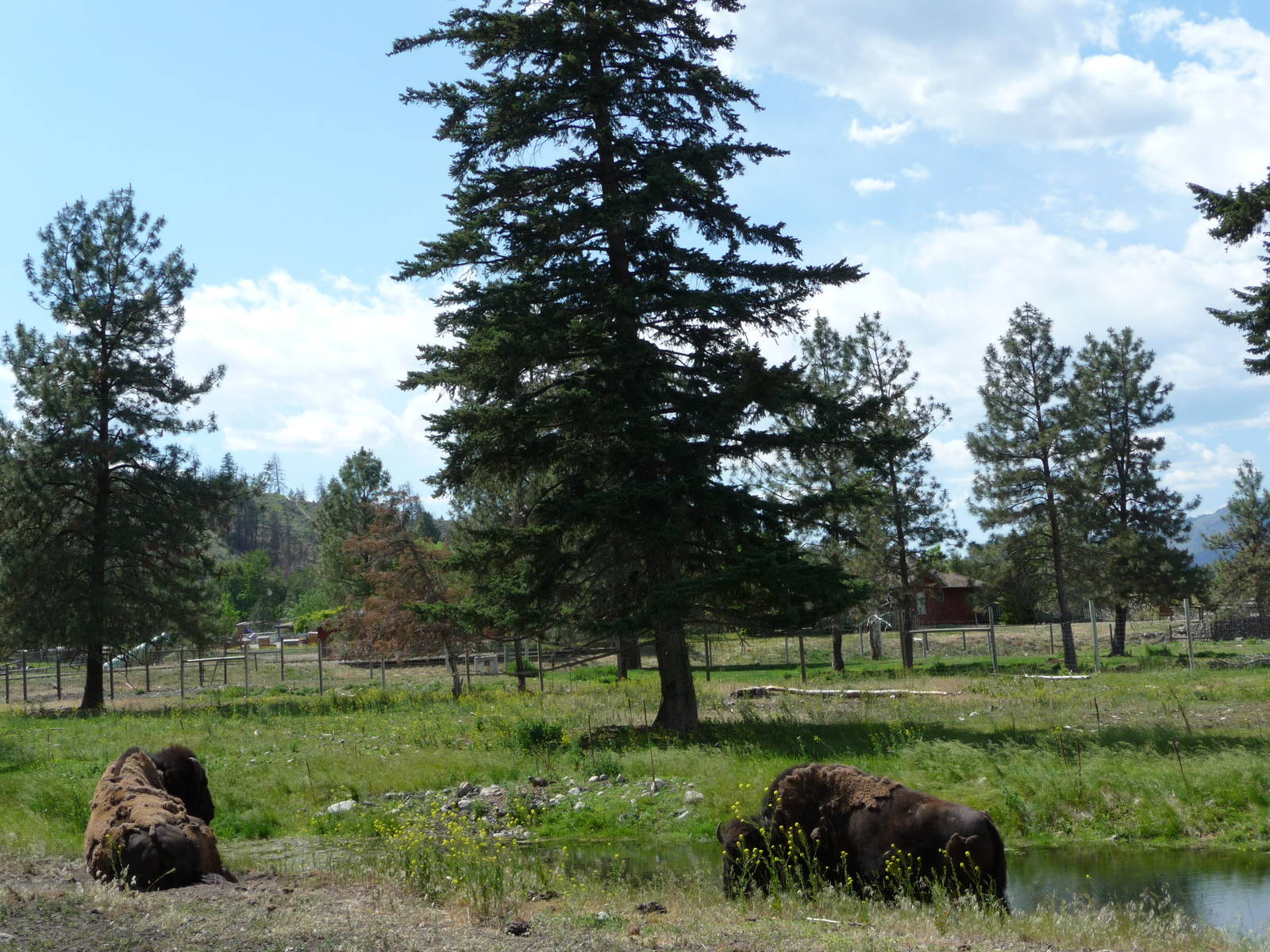 Bison Enclosure