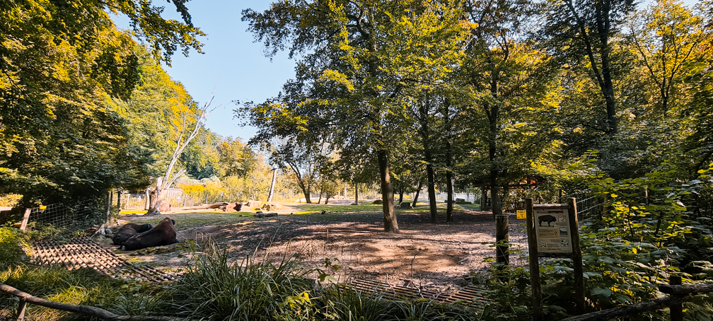 Bison enclosure
