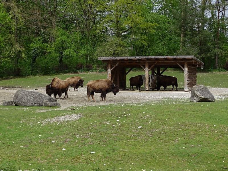 Bison enclosure