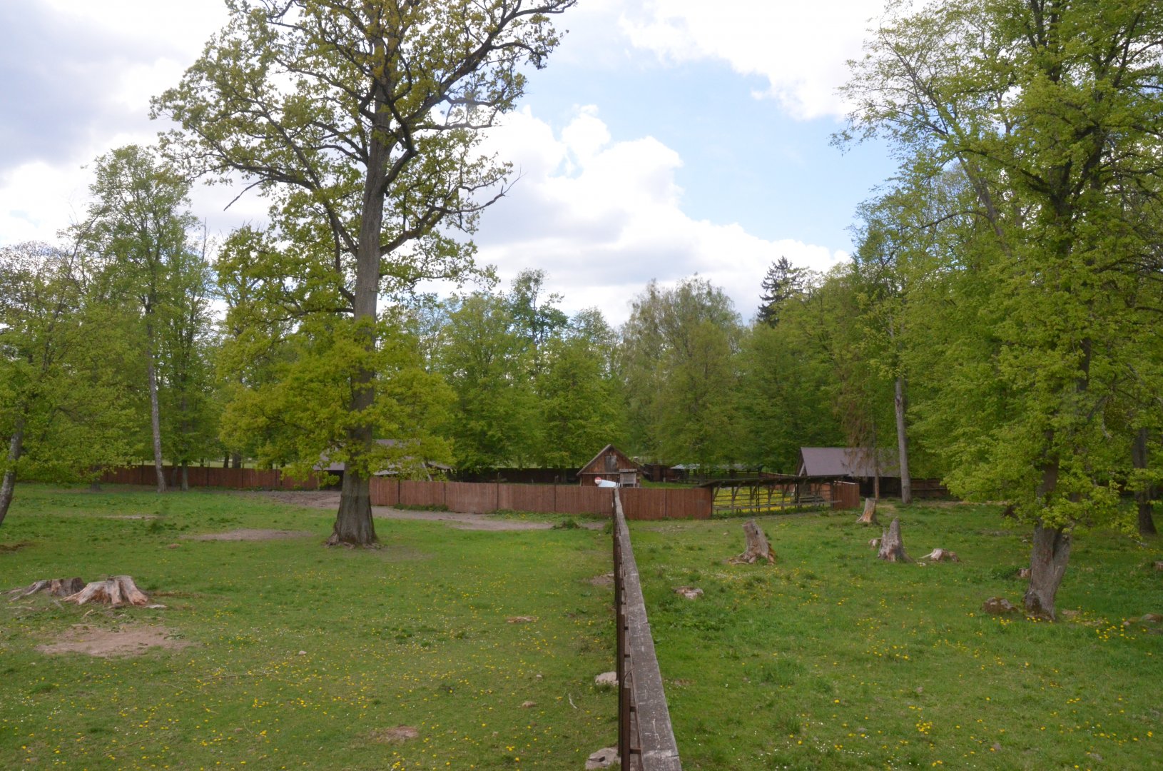 Bison Enclosures at Rezerwat Pokazowy Żubrów, Białowieża 07/05/19