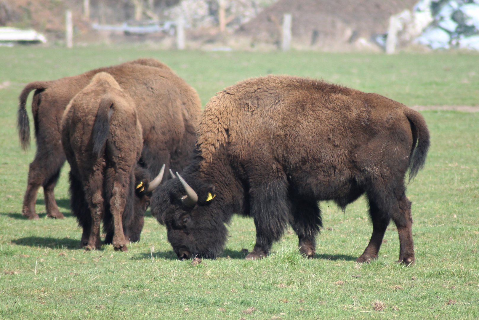 Bison - Essel, Germany
