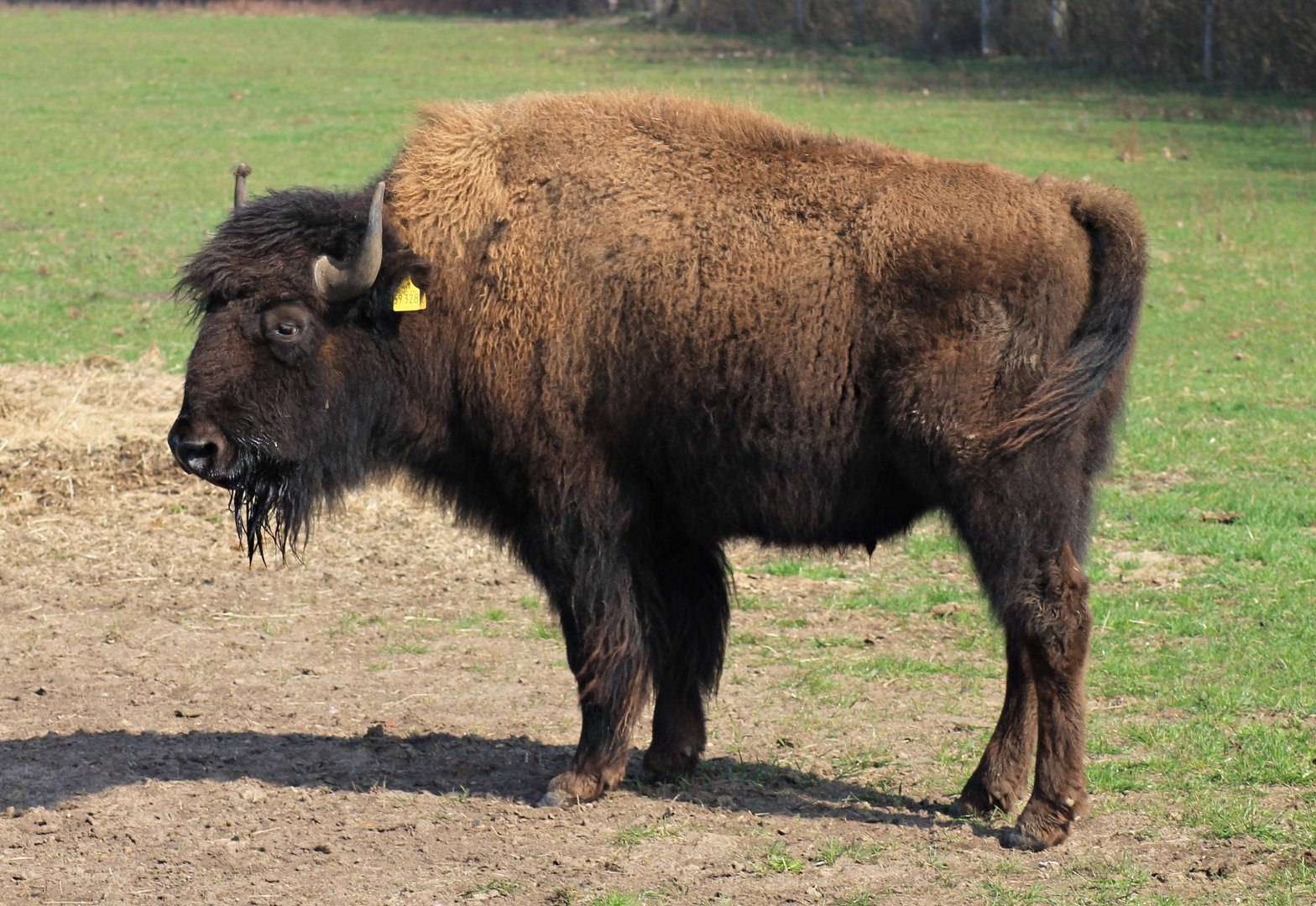 Bison - Essel, Germany