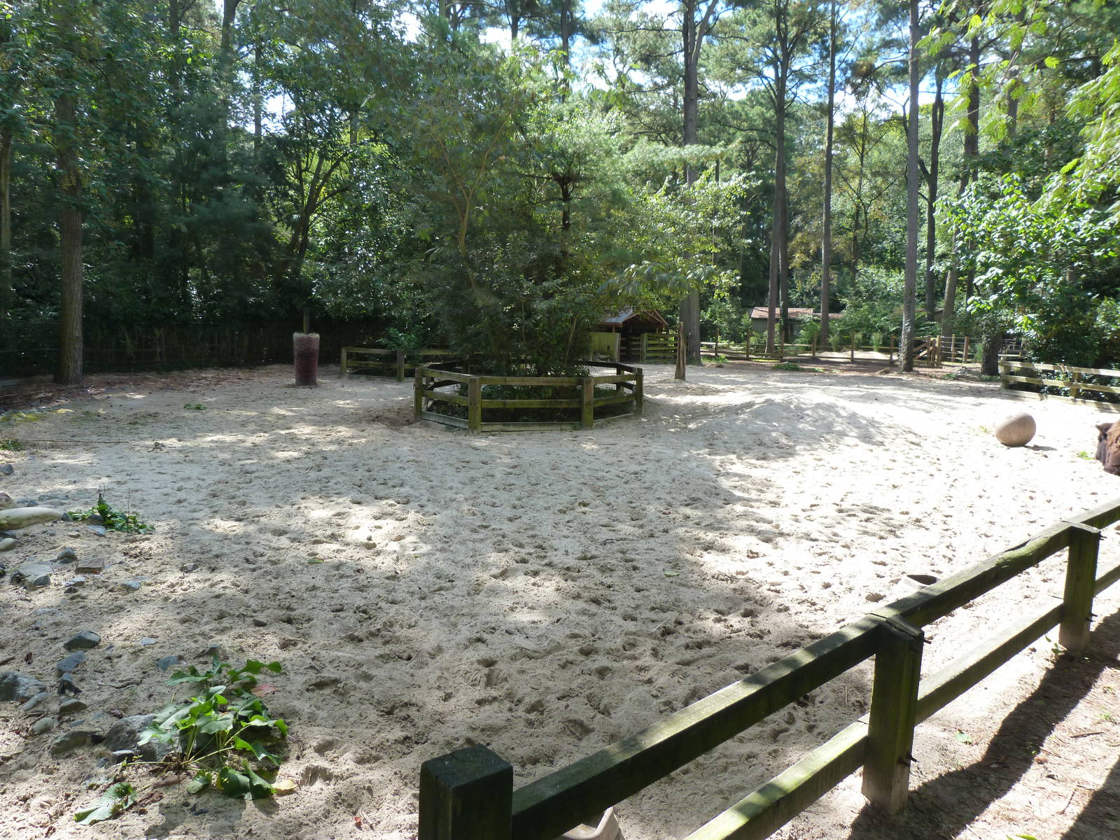 Bison Exhibit - 9/7/2013