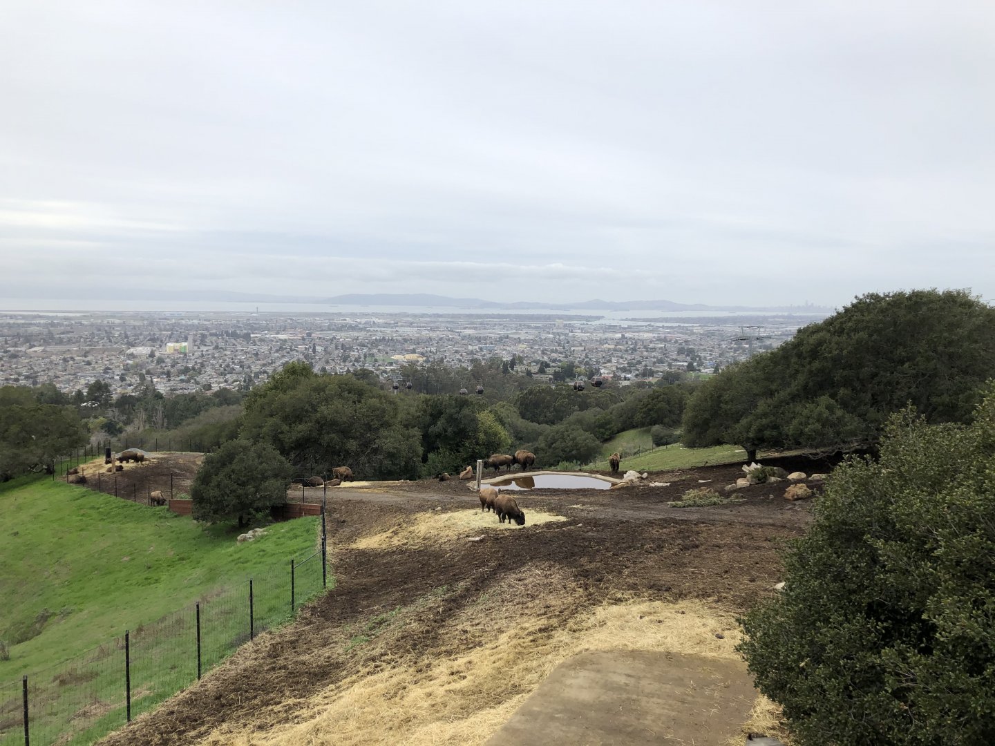 Bison exhibit and Bay Area overlook