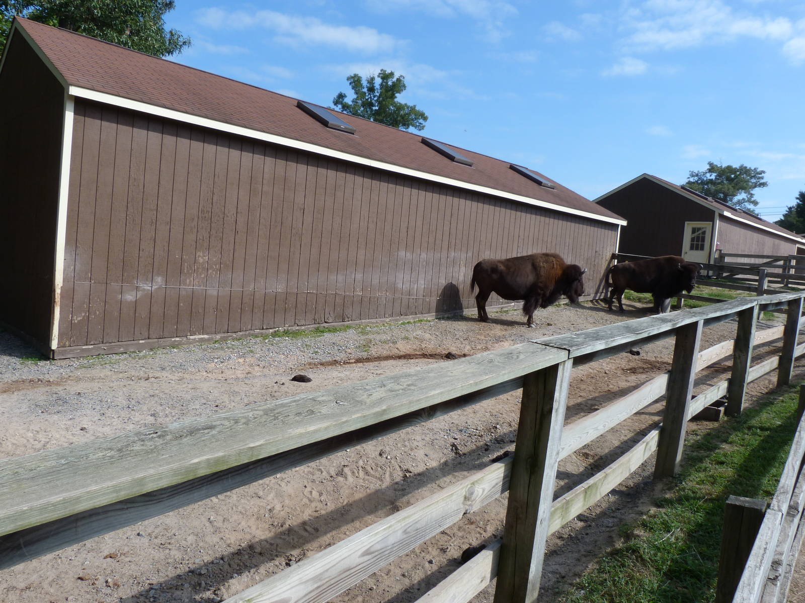 Bison Exhibit - August 2014