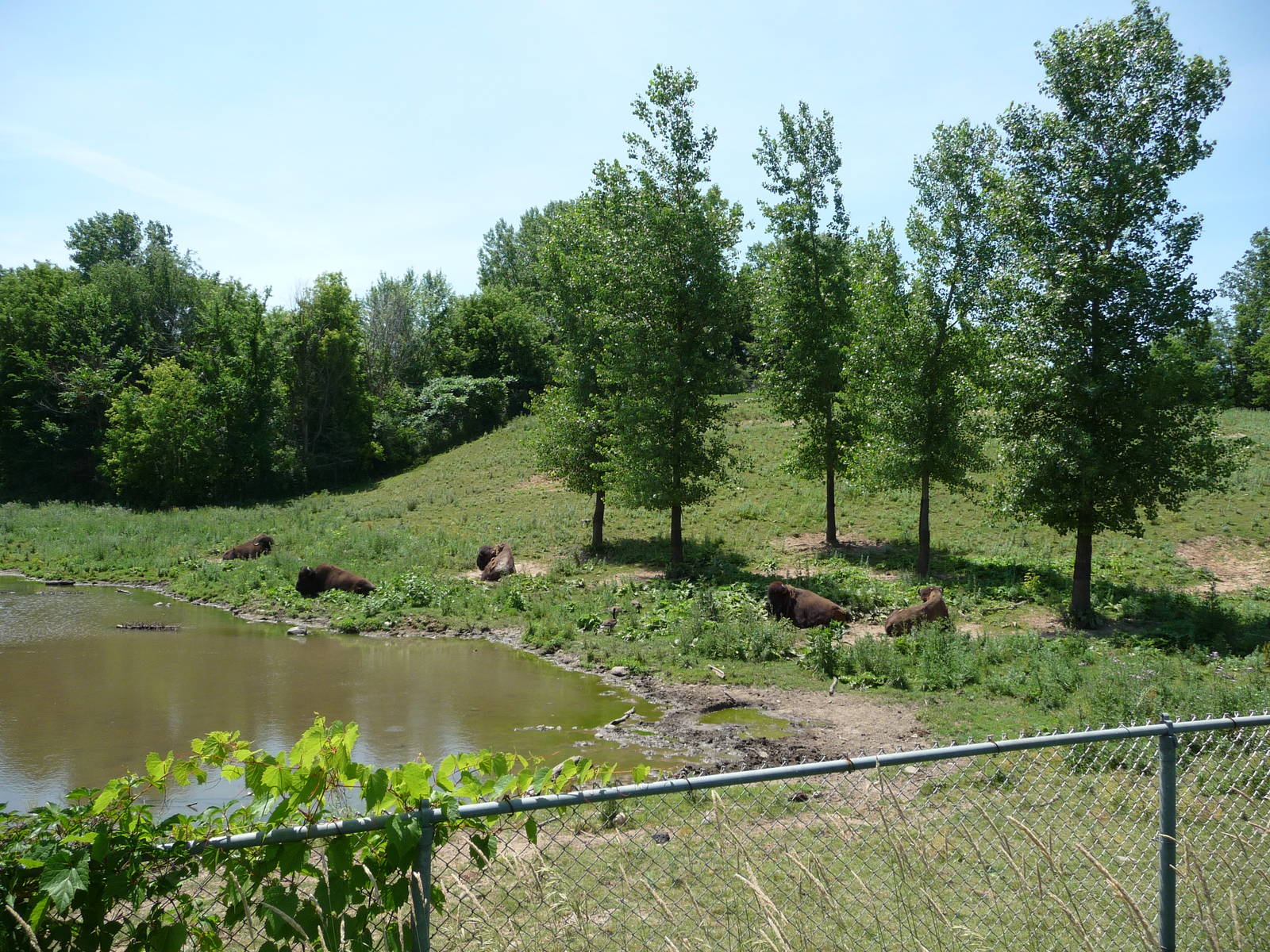 Bison Exhibit - Part II - Minnesota Zoo