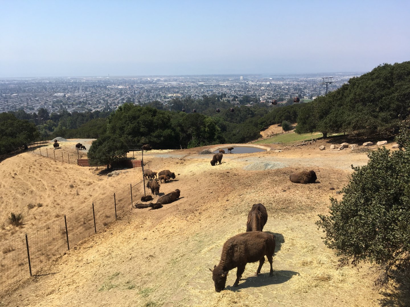 Bison exhibit with view