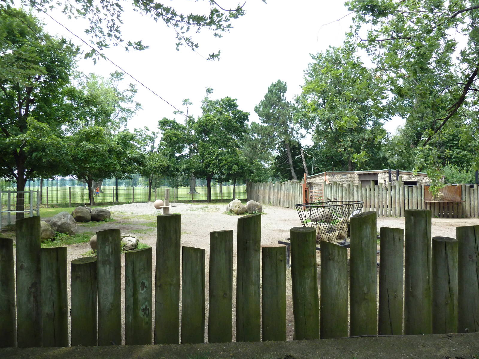 Bison Exhibit