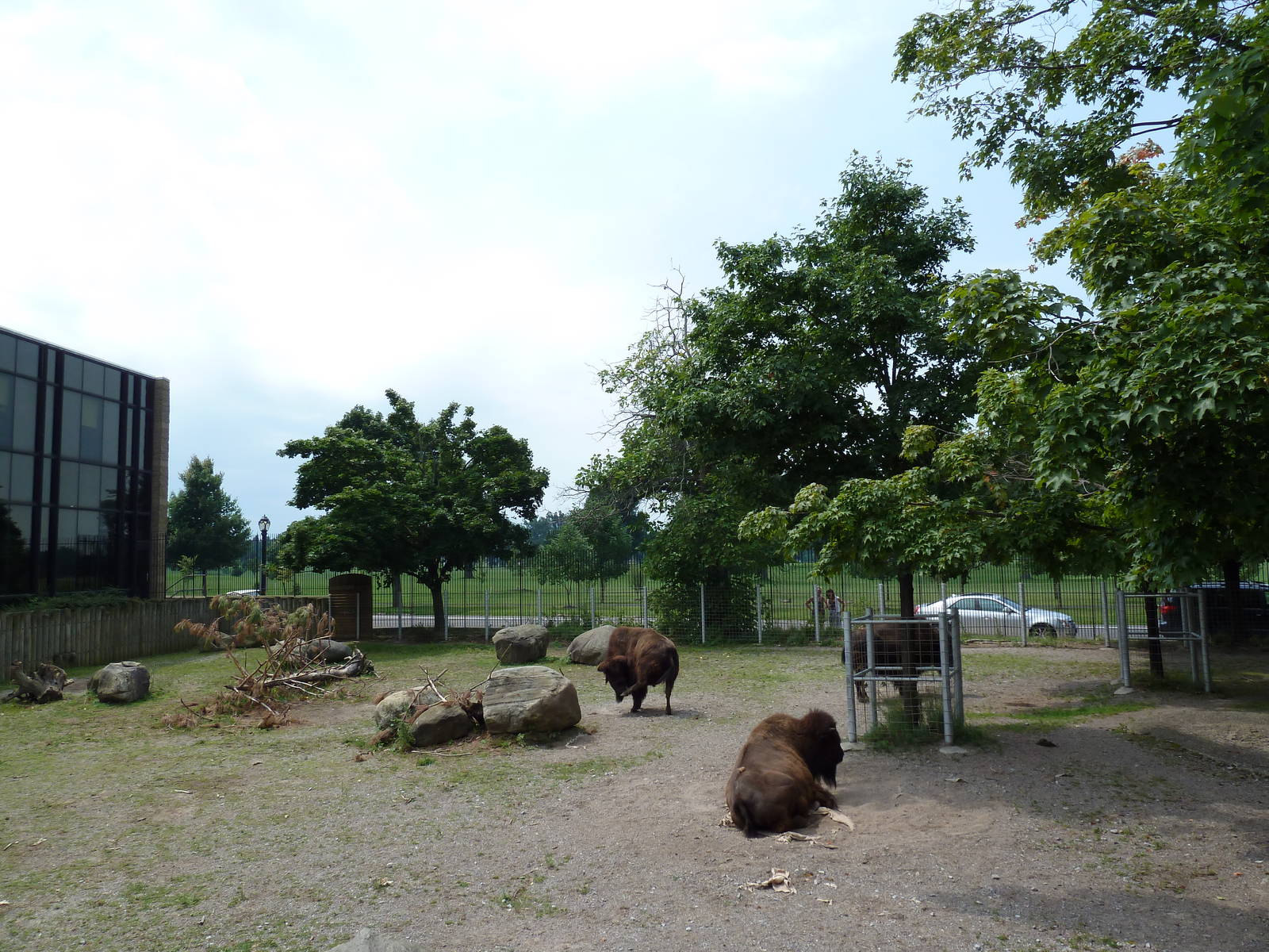 Bison Exhibit