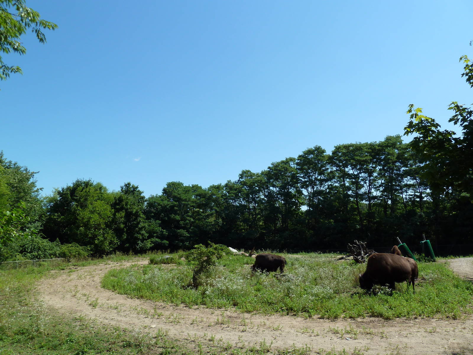 Bison Exhibit