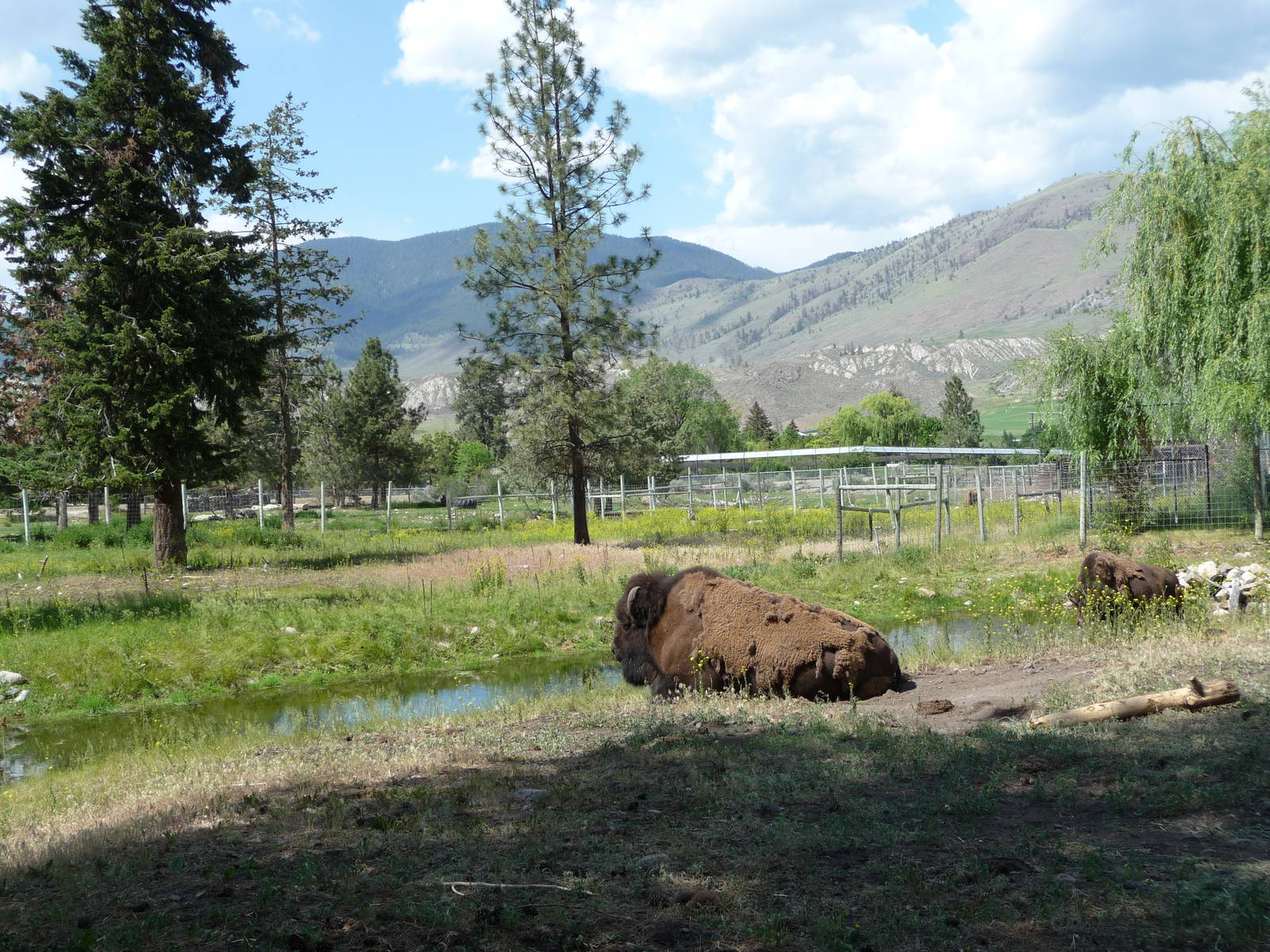 Bison Exhibit