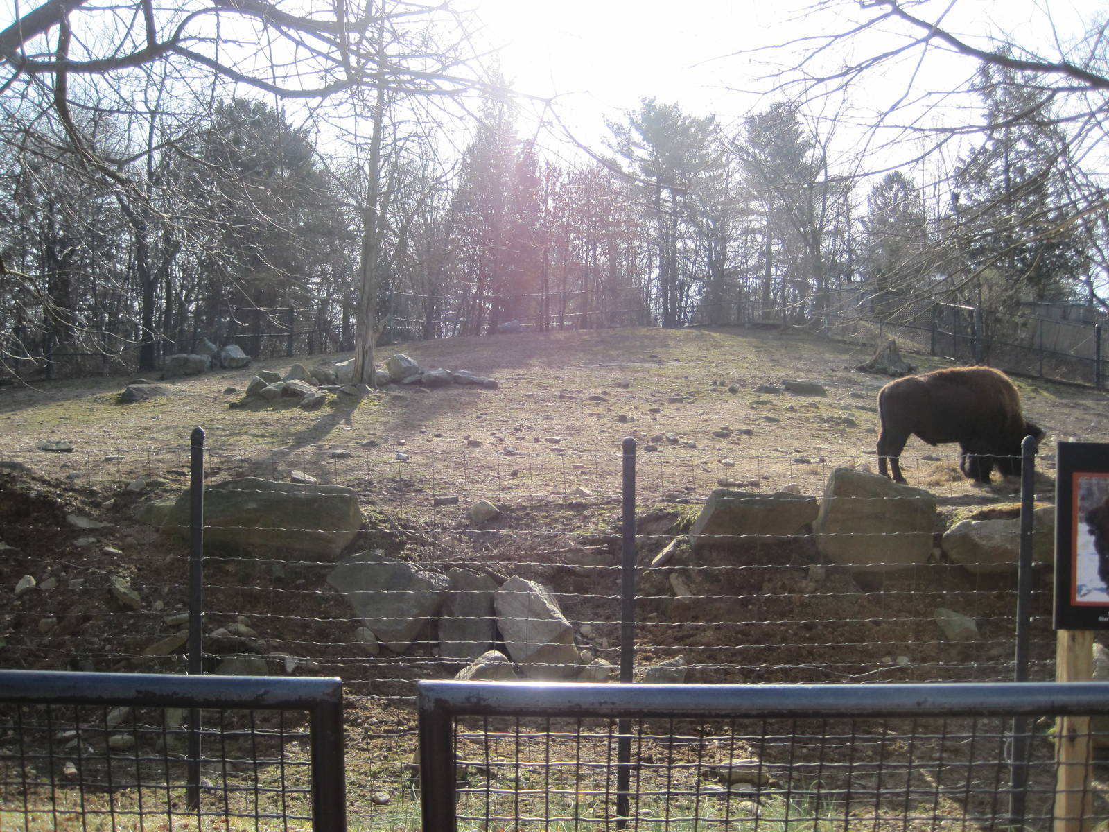 Bison Exhibit
