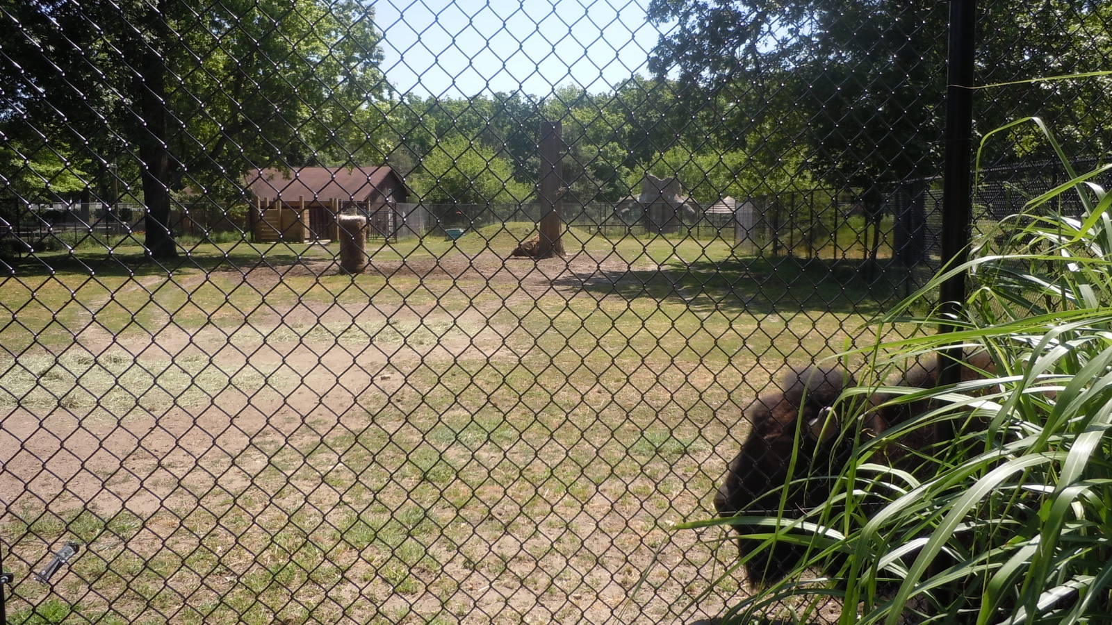 Bison Exhibit