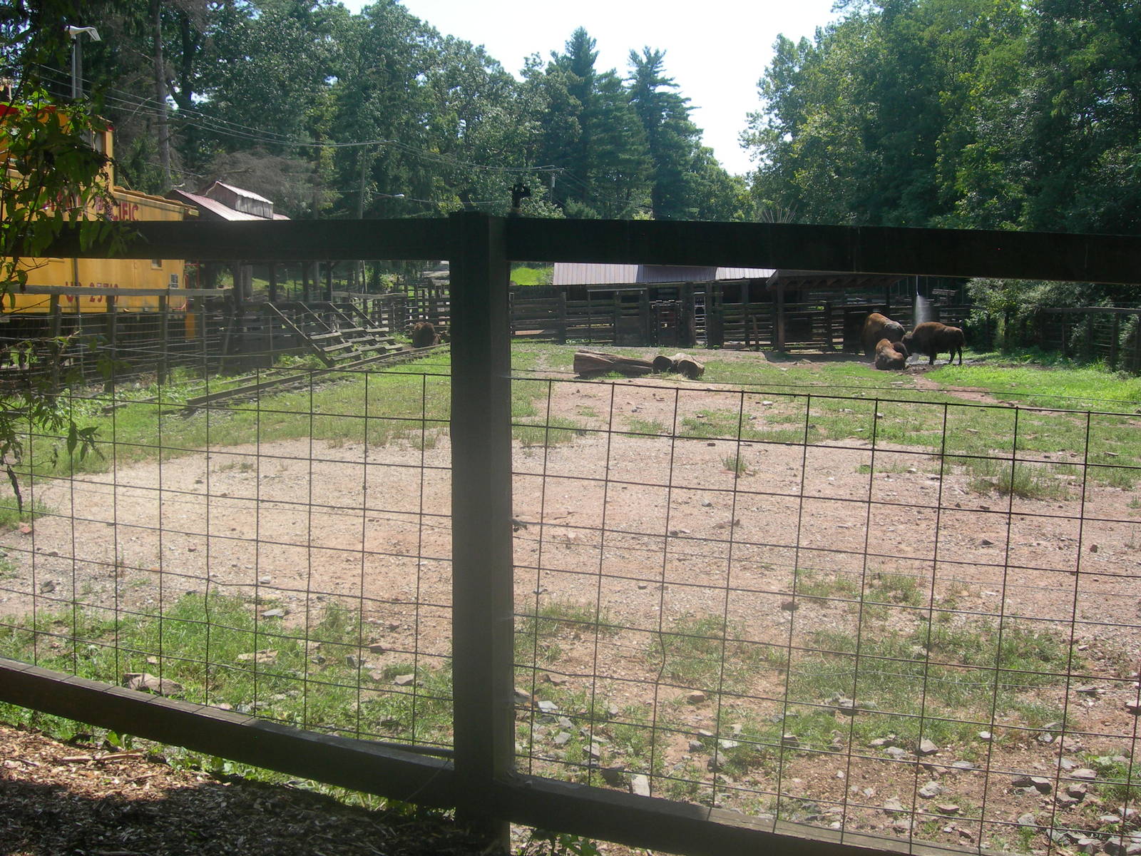 bison exhibit