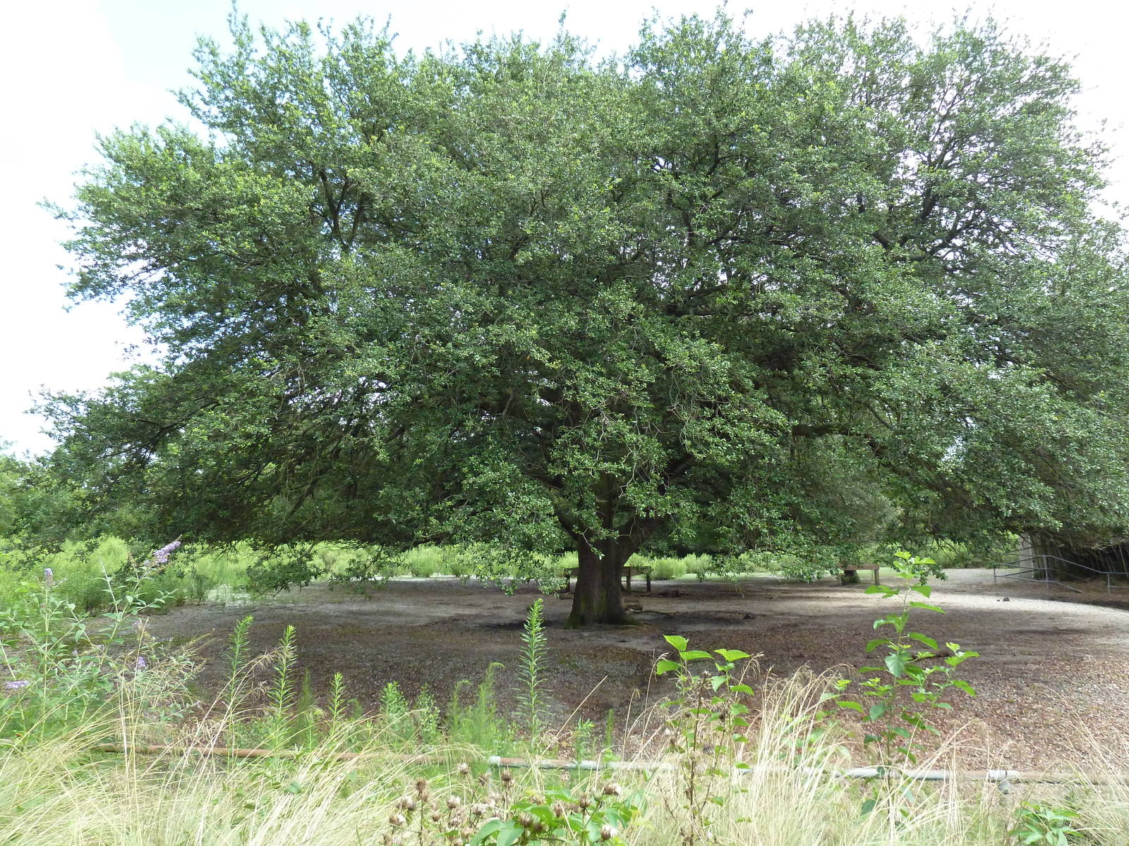 Bison Exhibit