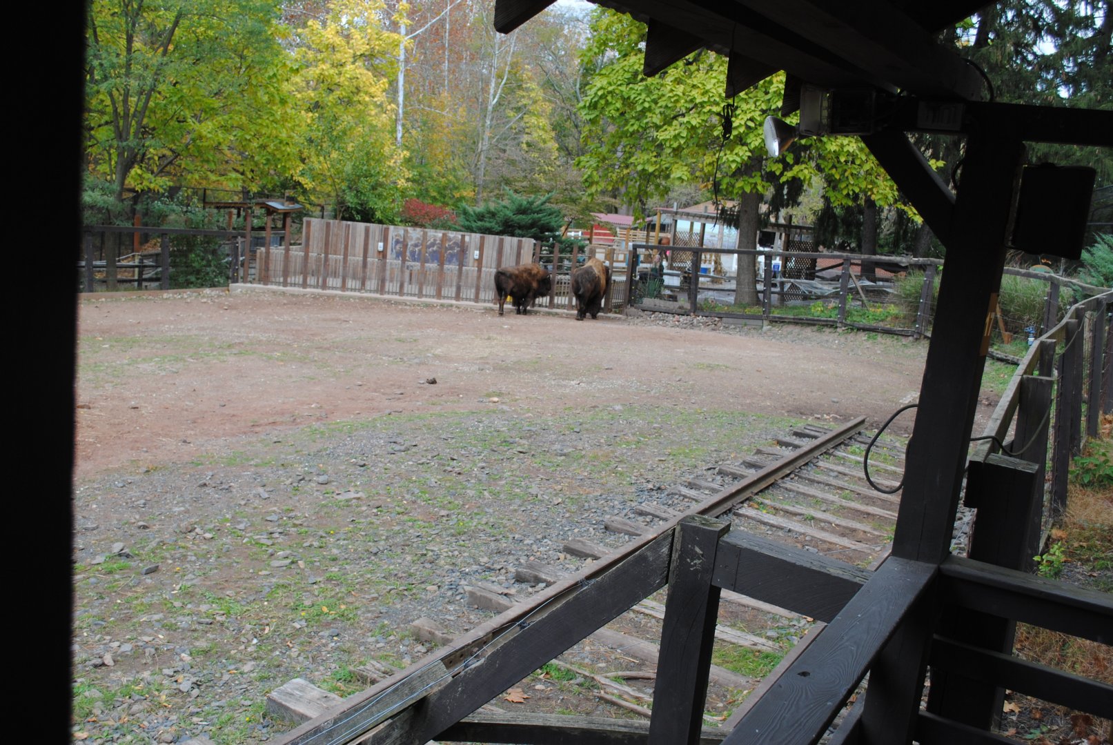 Bison Exhibit