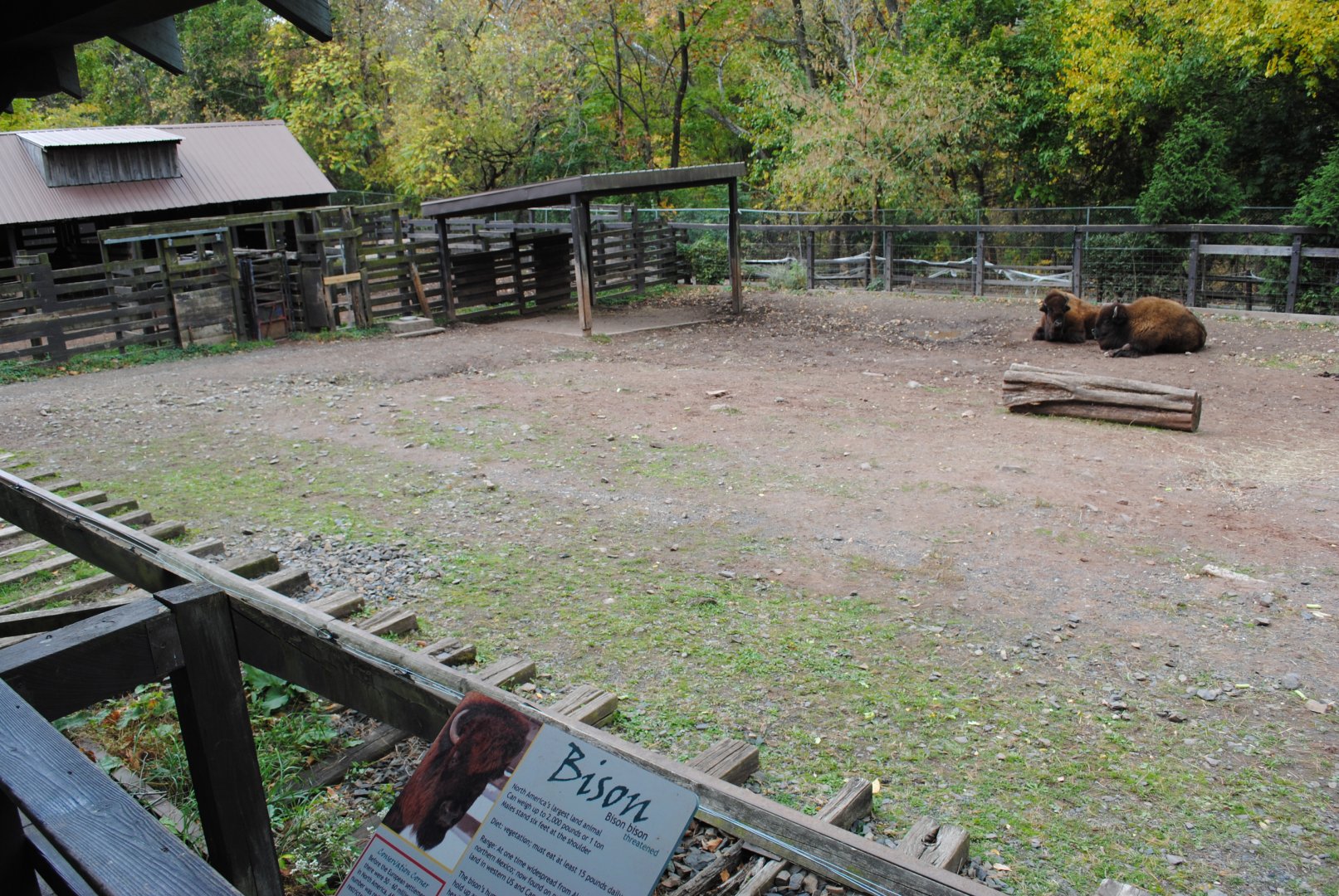 Bison Exhibit