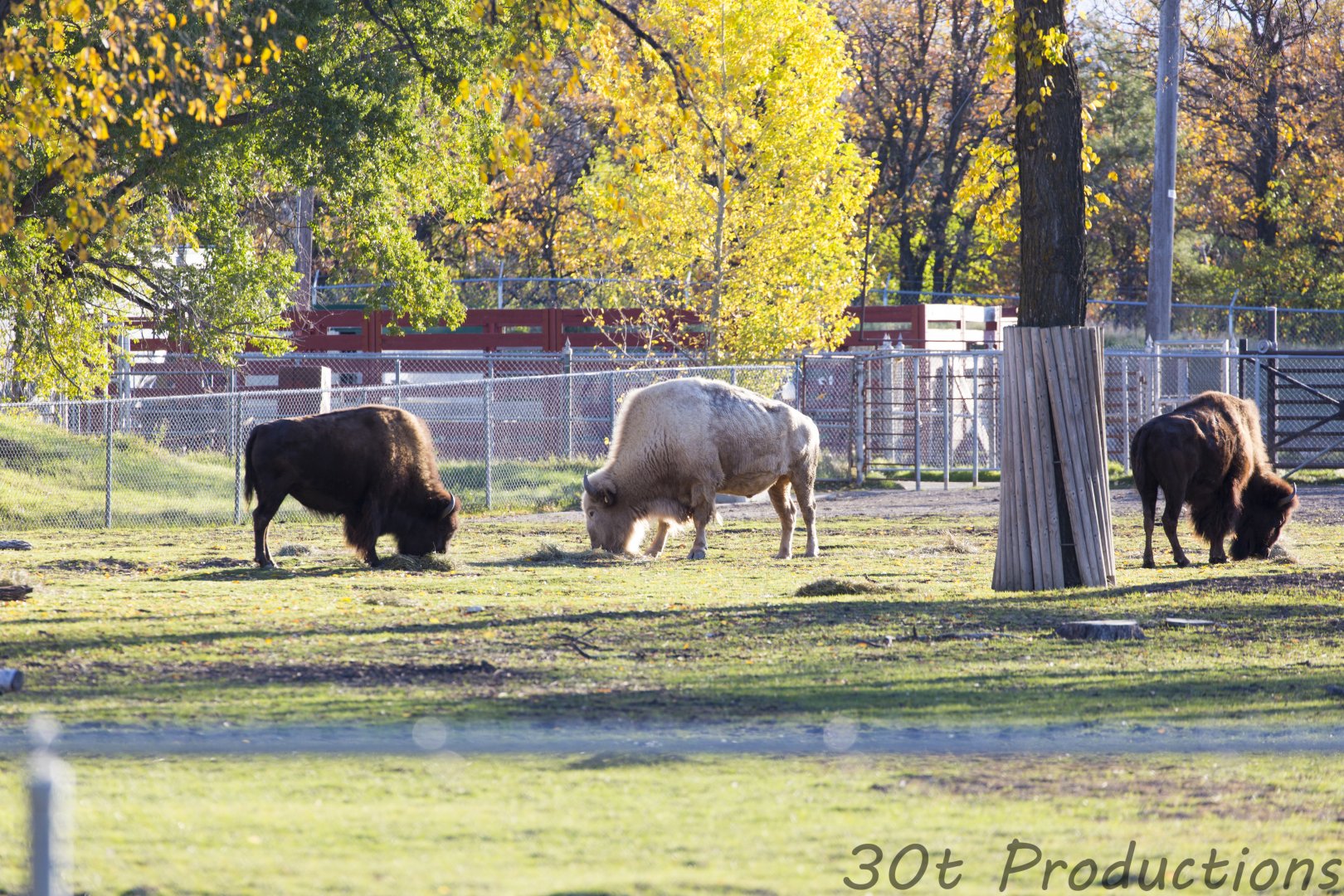 Bison exhibit