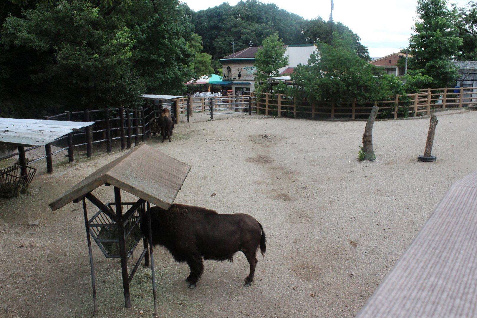 Bison exhibit