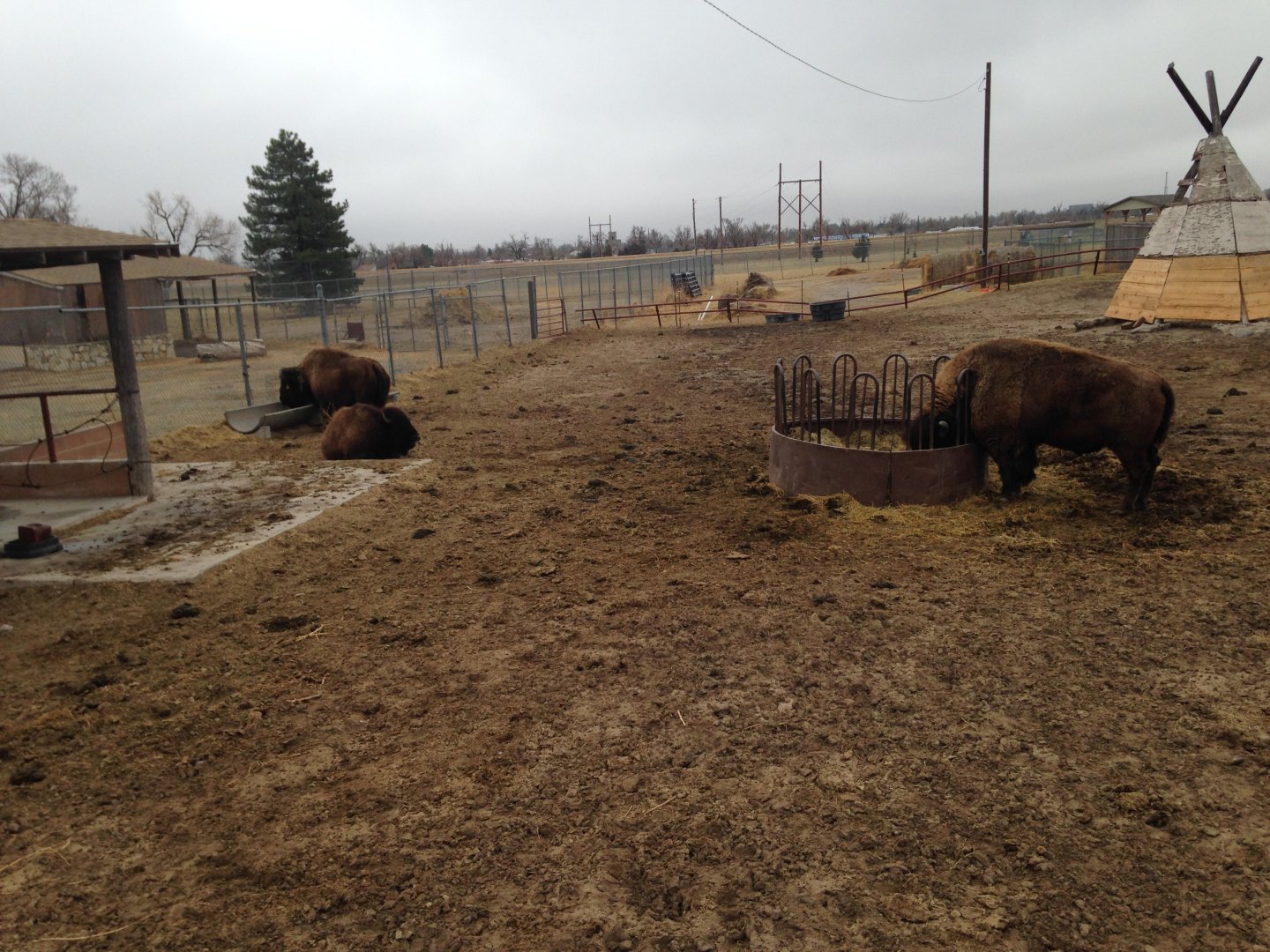 Bison Exhibit