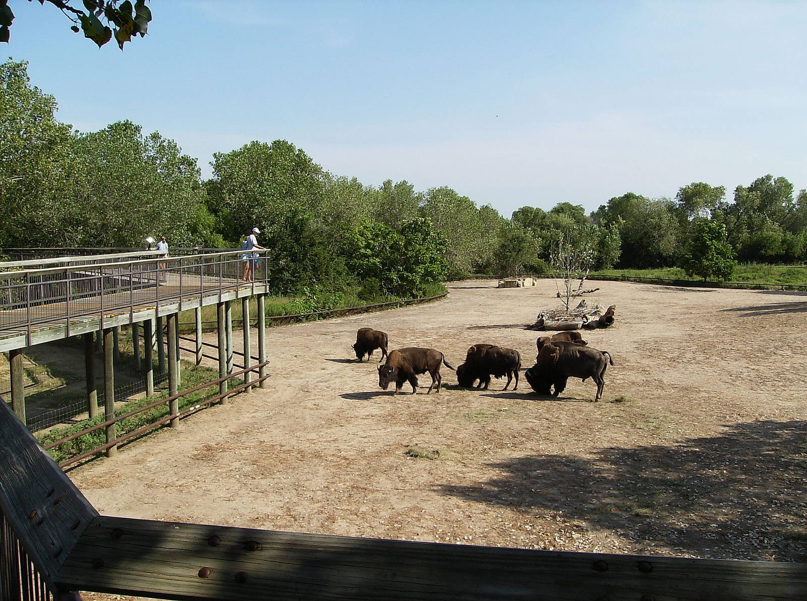 Bison exhibit